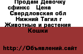 Продам Девочку сфинкс › Цена ­ 4 000 - Свердловская обл., Нижний Тагил г. Животные и растения » Кошки   